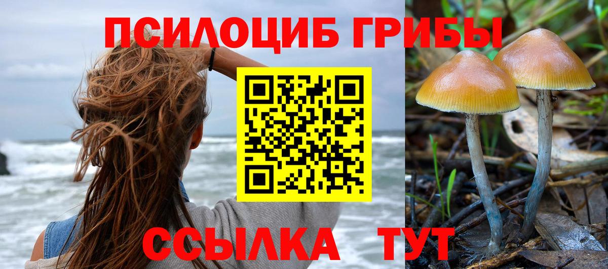Псилоцибиновые грибы Psilocybe  продажа наркотиков  Будённовск  Псилоцибиновые грибы Cubensis  Вход с VPN 